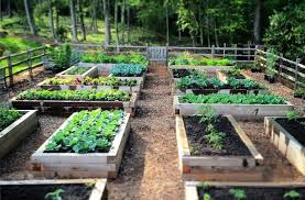 Complete Raised Bed Gardening Guide For Beginners