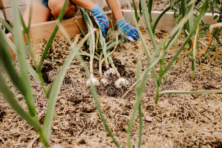 10 Easy Tips For Using Straw Mulch In The Garden